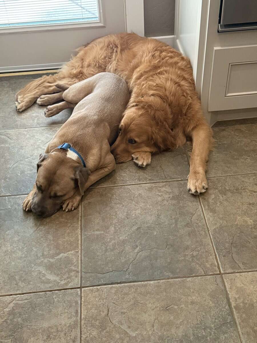 Golden Retriever - 5 Years Old image 2
