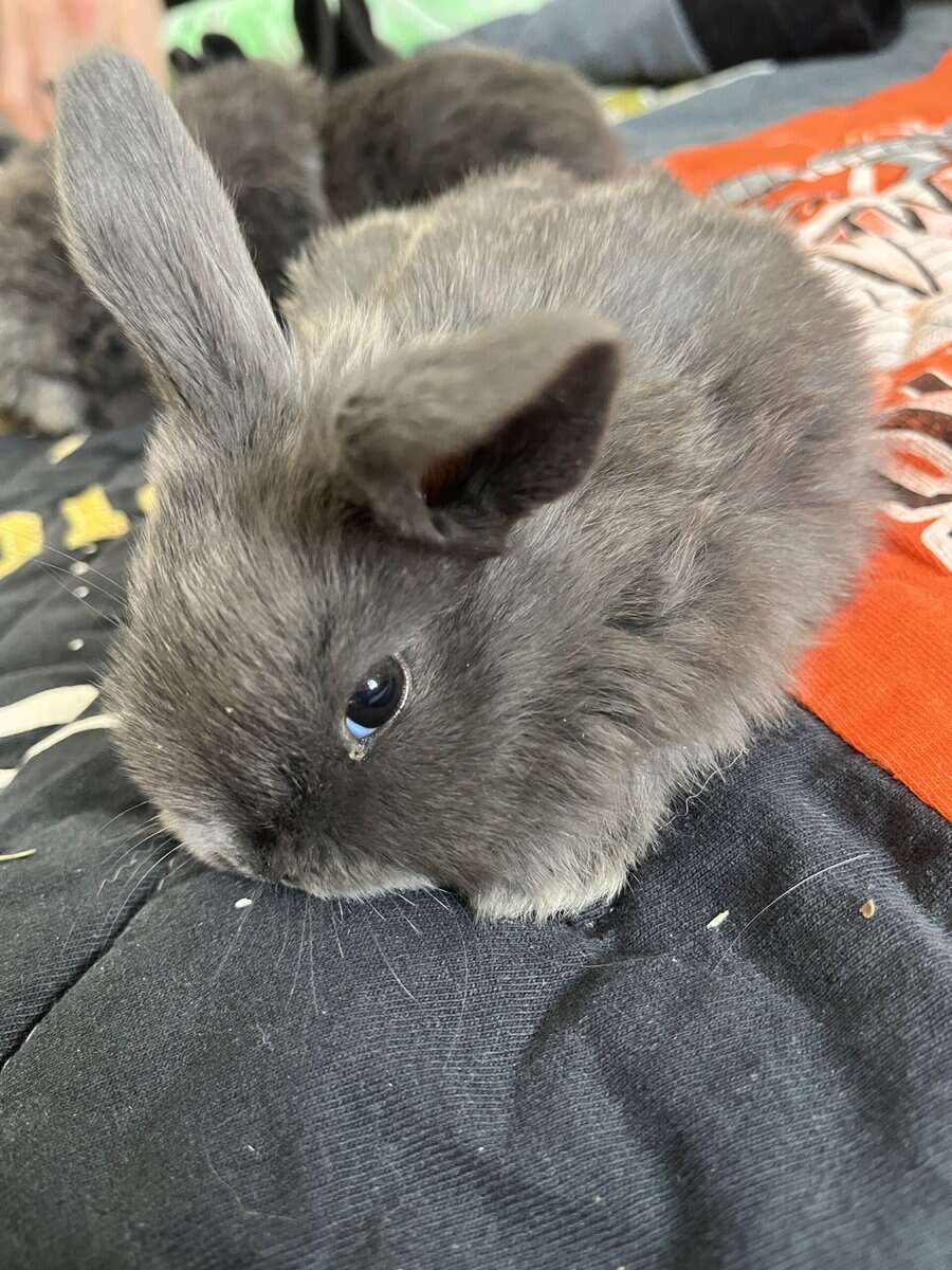 Juvenile holland lop image 4