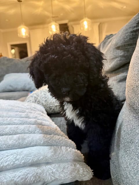 🐾 Meet Your Next Best Friend! image 1