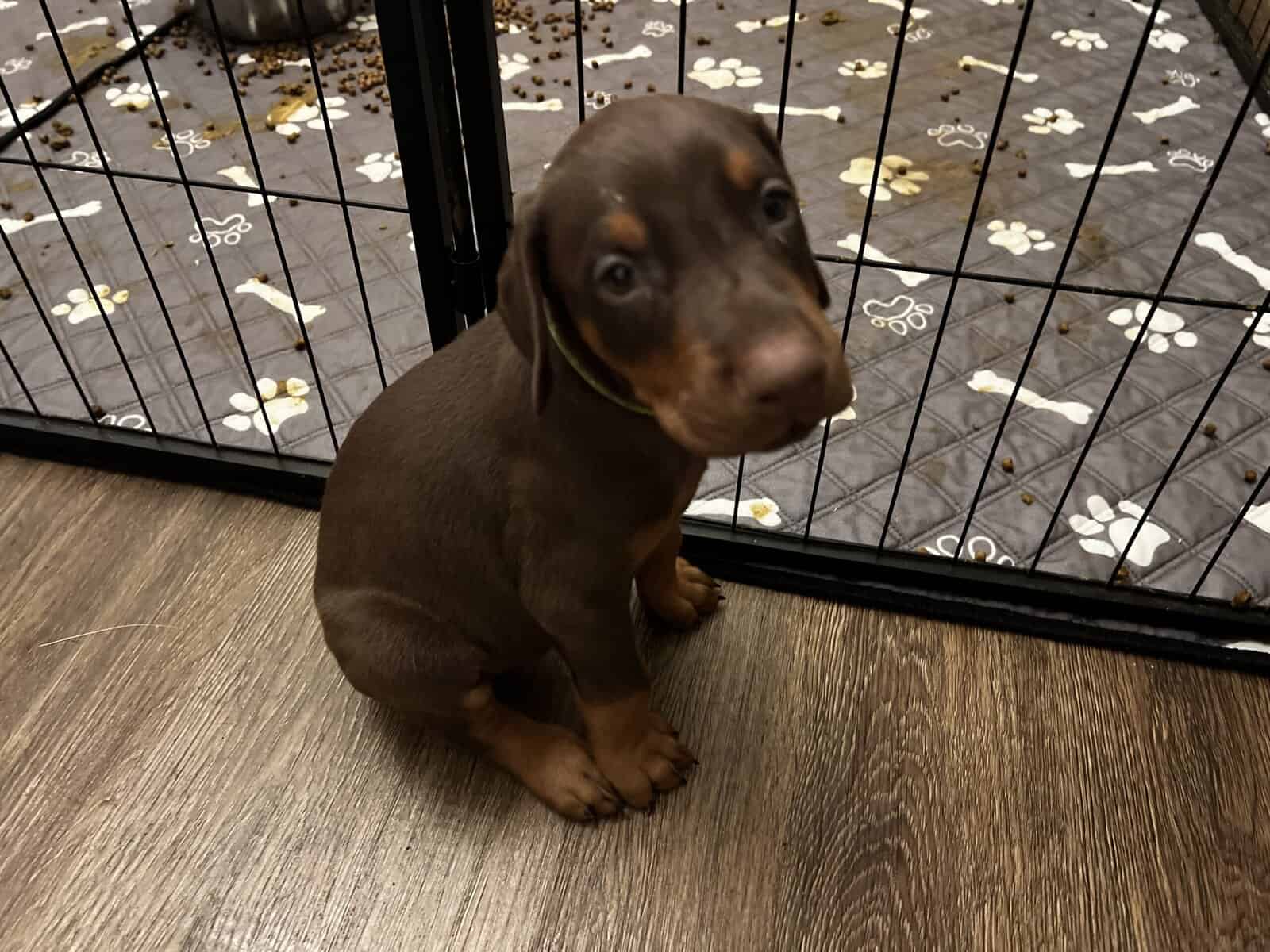 AKC European Doberman Pincher image 13