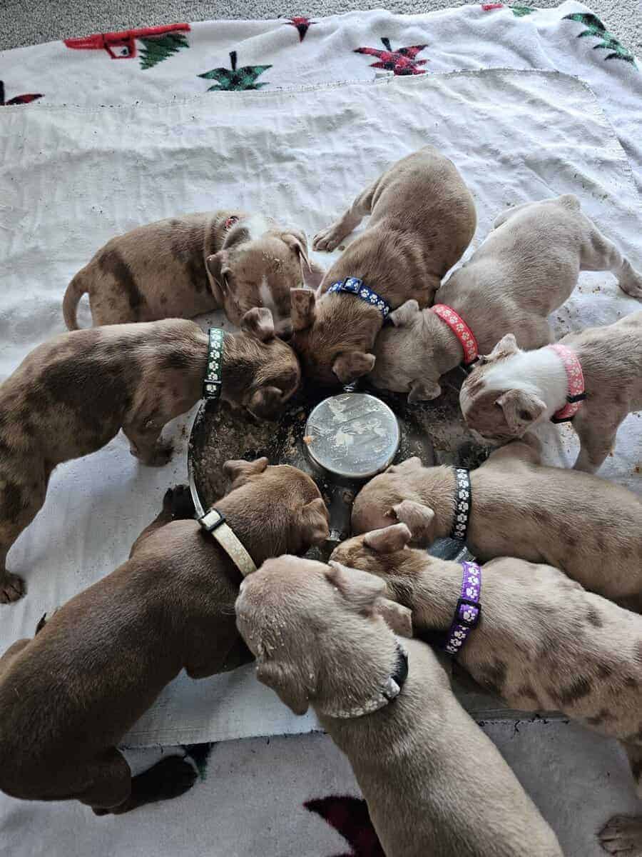 Bully puppies for sale image 14