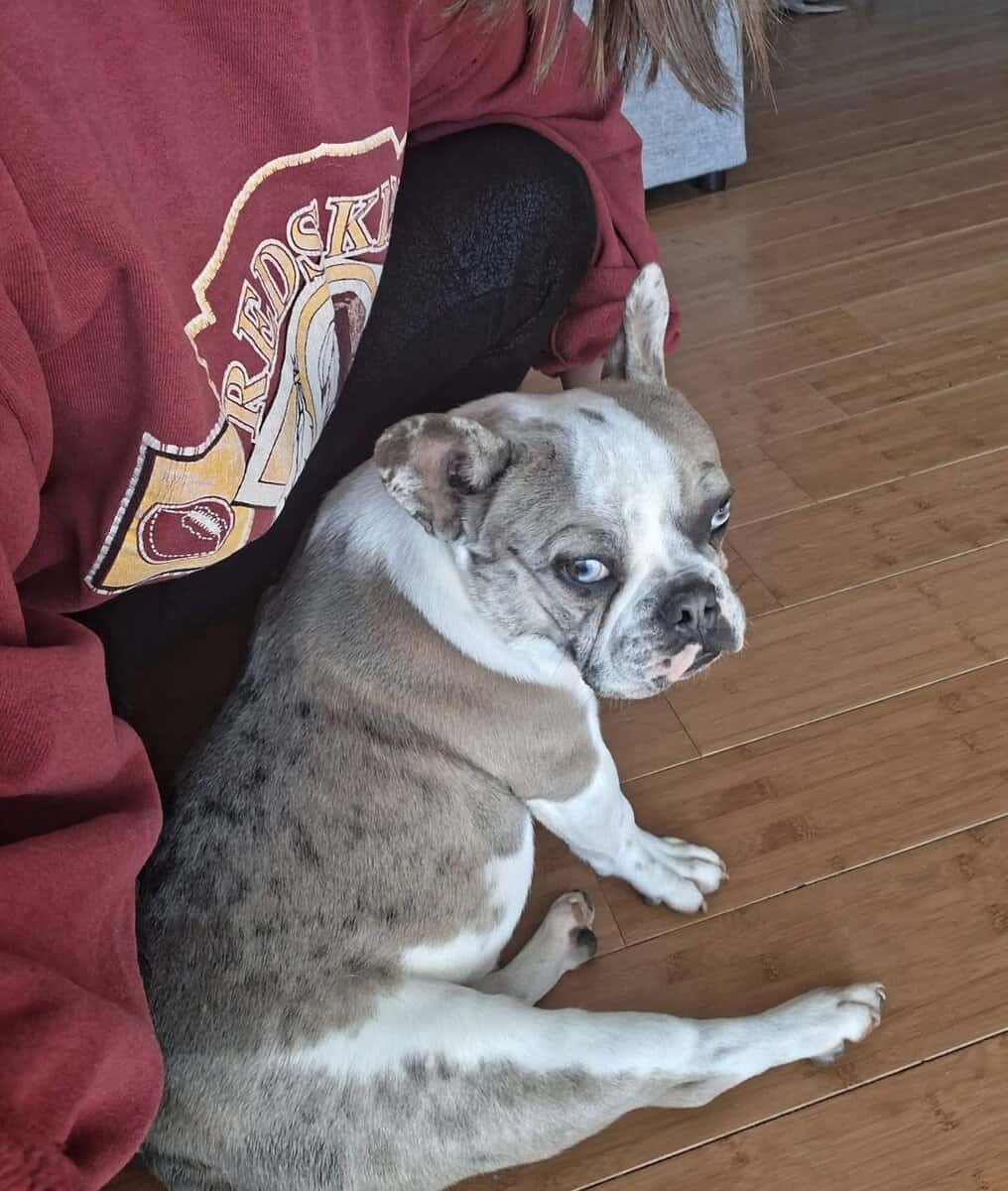 9 month old Frenchie looking for a good home image 4