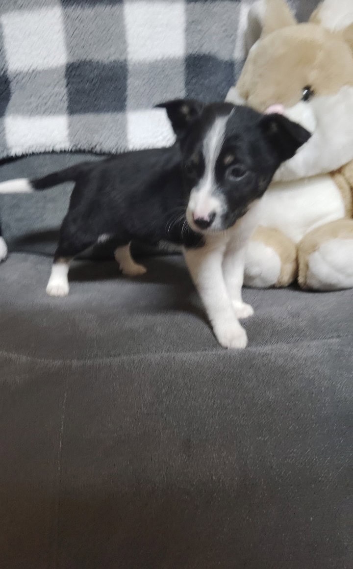 Domino Needs a Good Home image 3
