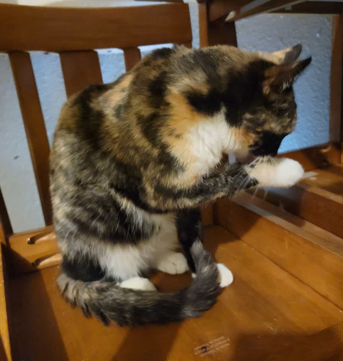 Super Sweet Cat image 2