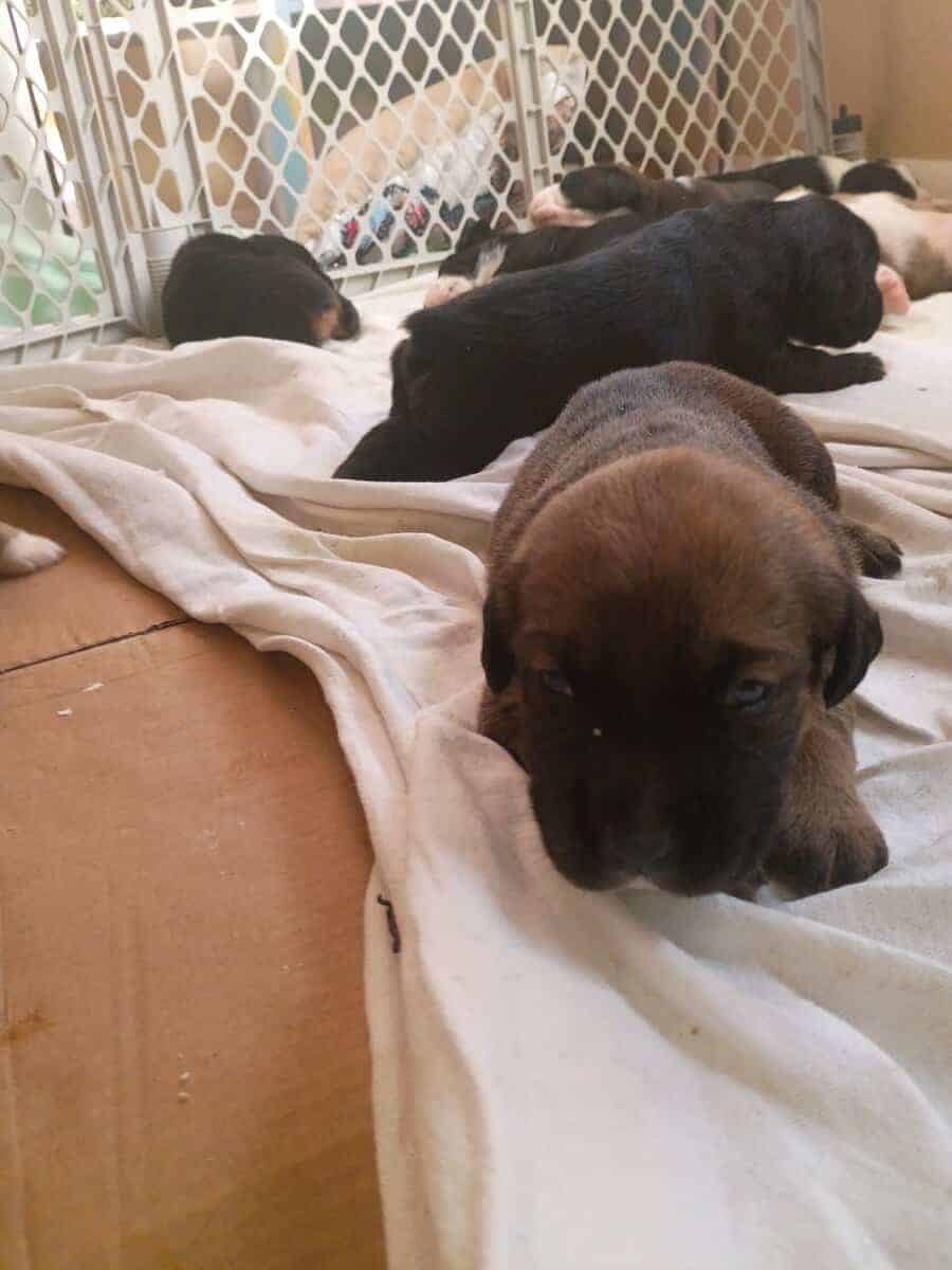 American Bully lab mix puppies image 17