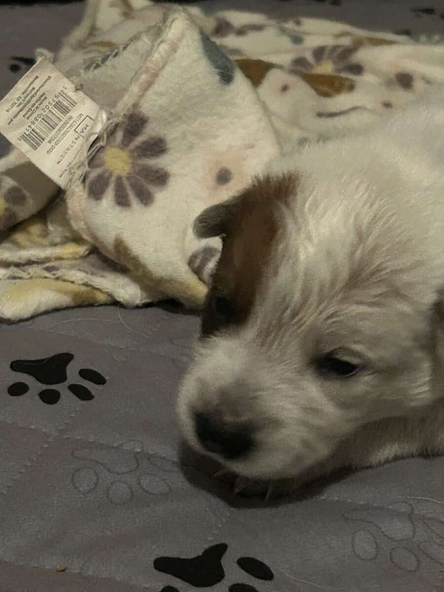 Red & Blue Heeler puppies image 1