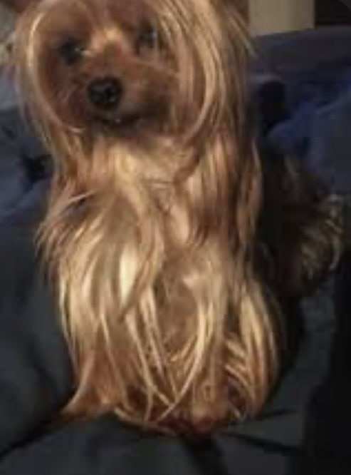 Yorkie silky image 2