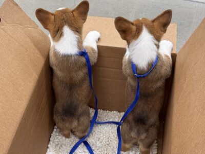 Corgi puppies akc