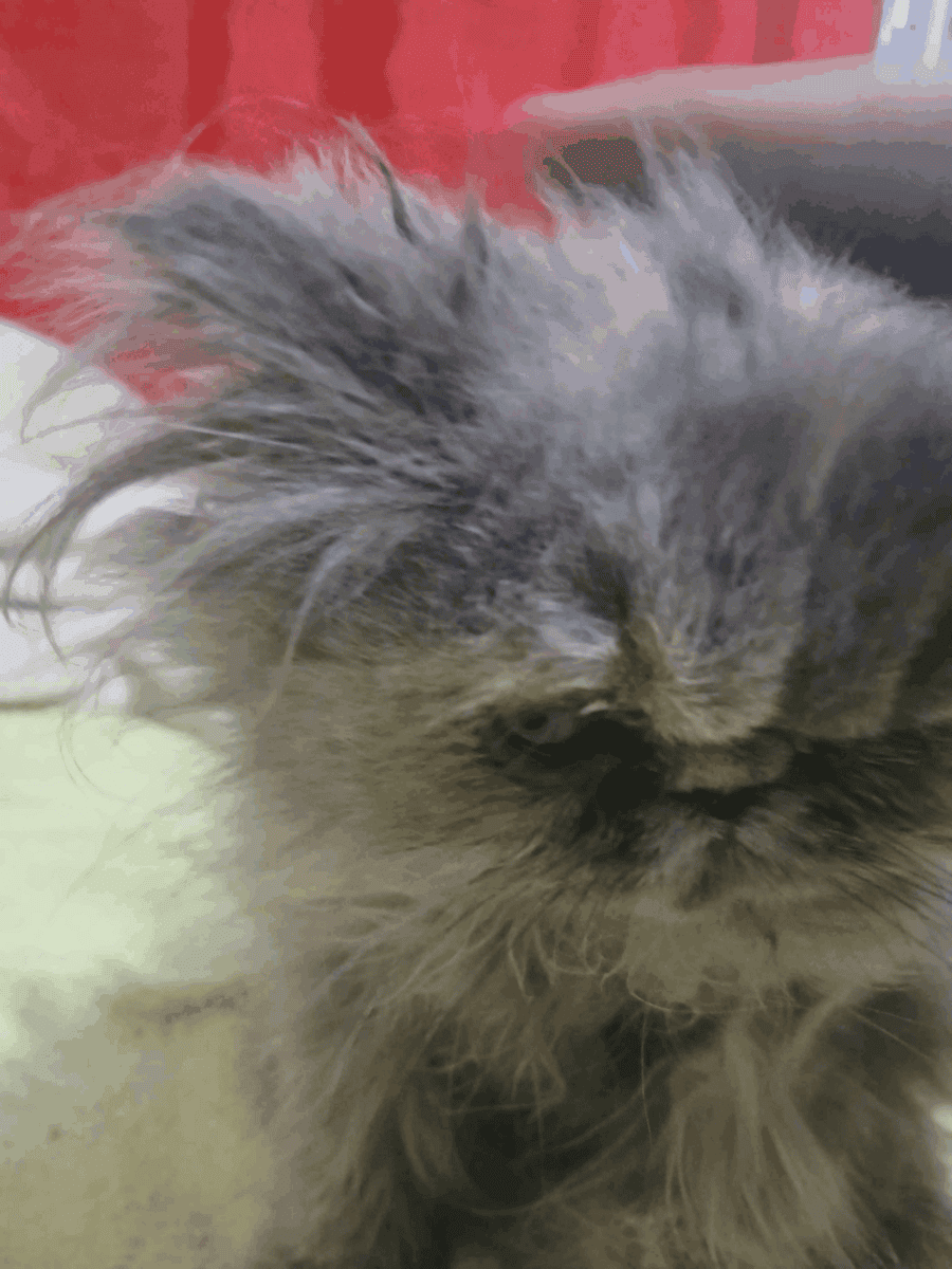 Persian Kittens image 4