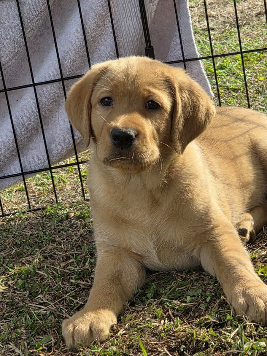 Yellow labs image 2