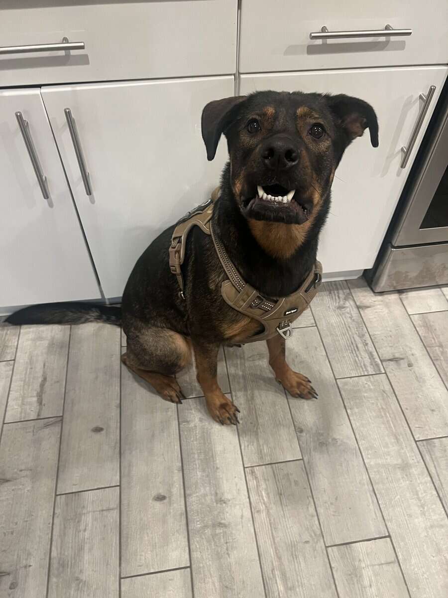 Meet Mike! The best boy. image 3