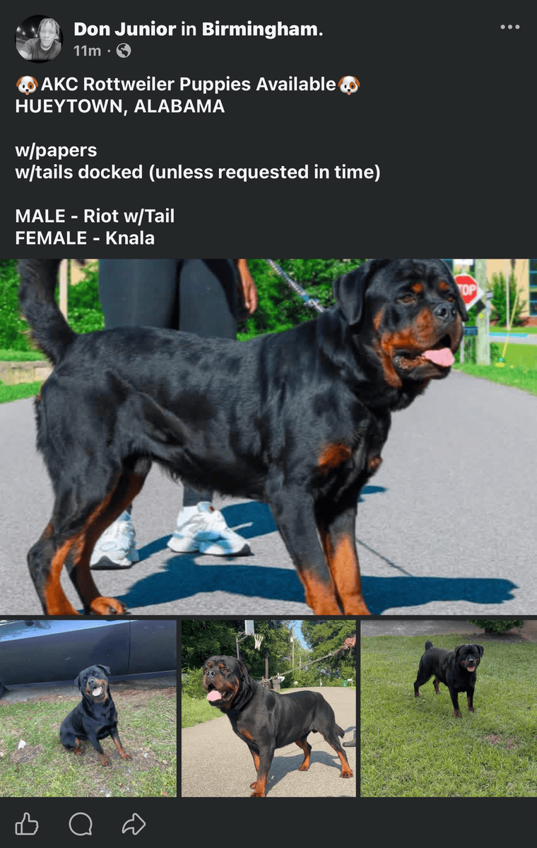 Rottweiler Puppies image 2