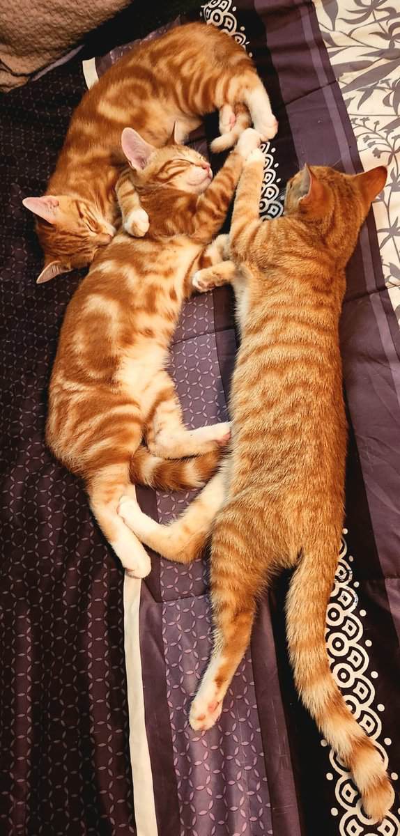 Mom and 4 ginger kittens image 2