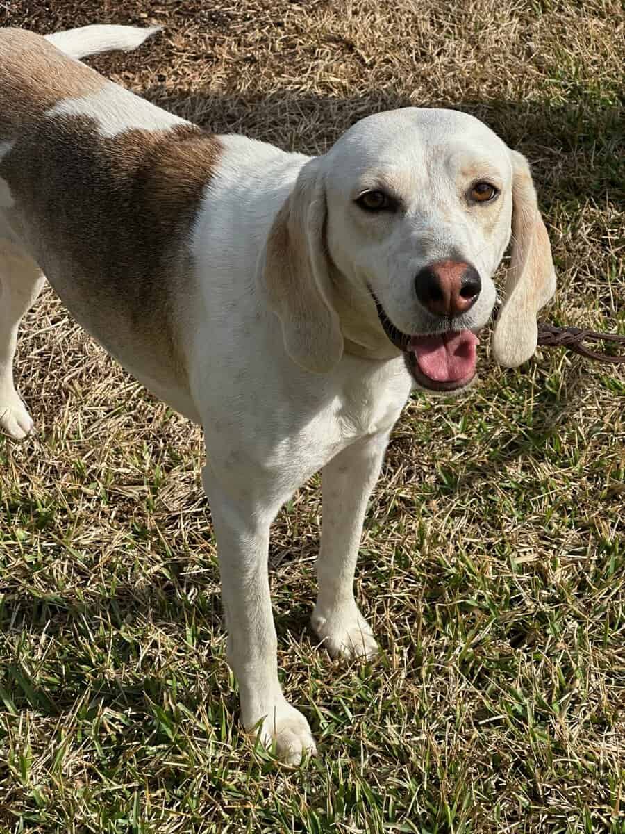 Loving Dog Needs Home image 1