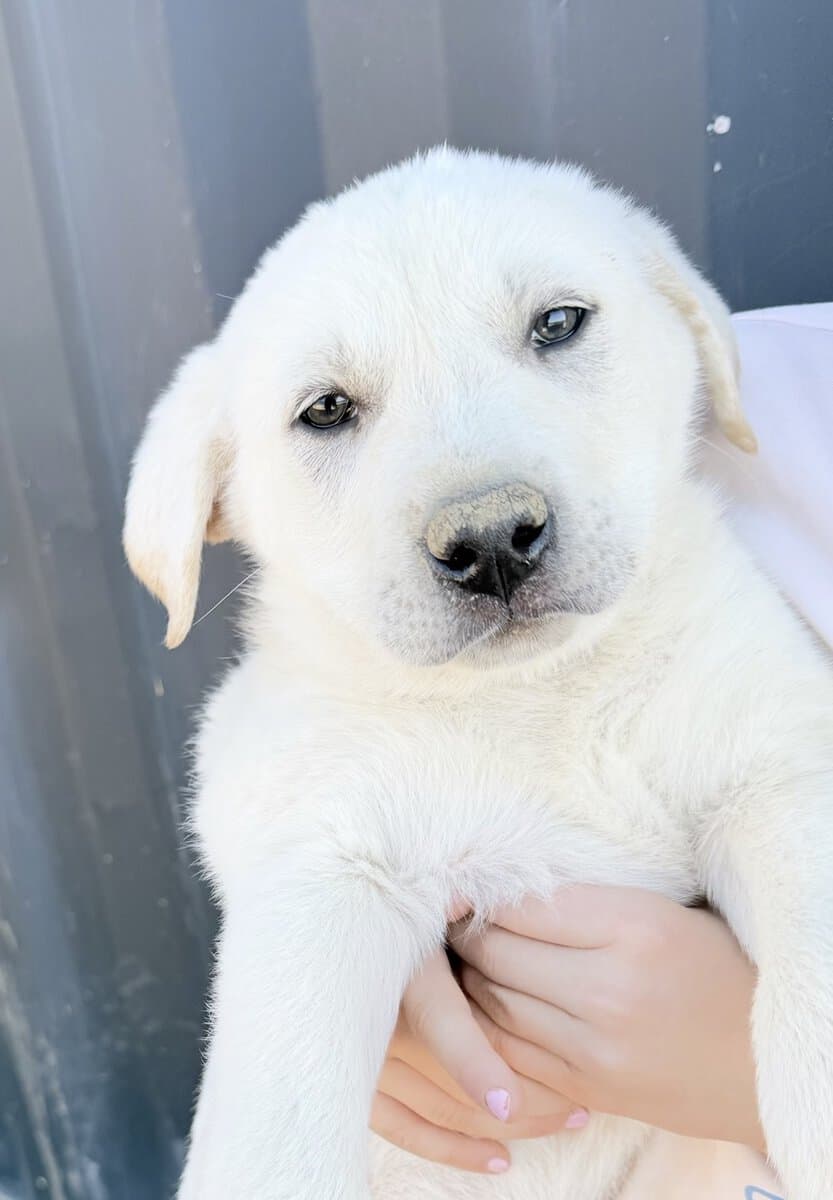 Puppy needs loving home-Great Pyr + Doberman image 3