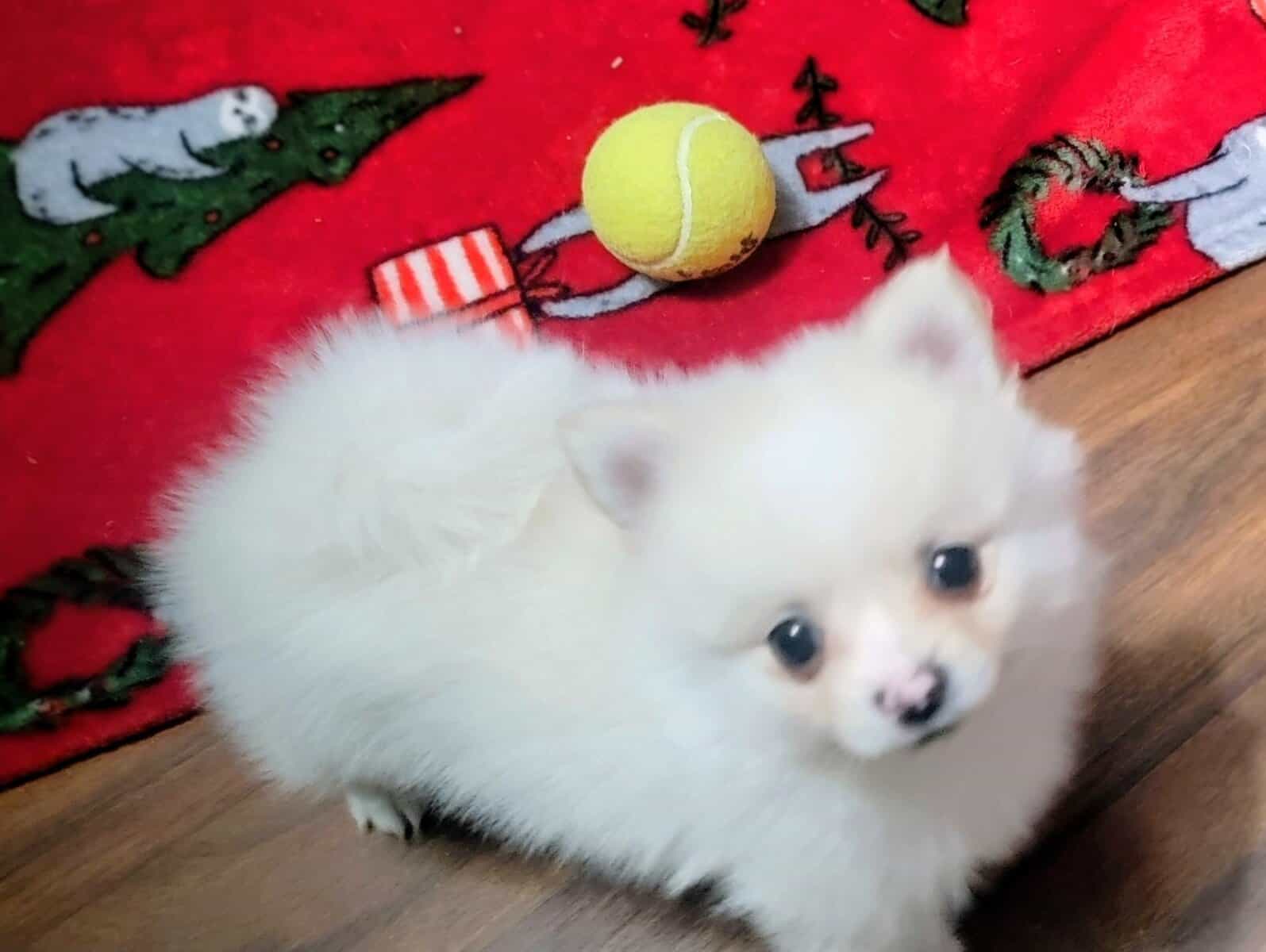 Pomeranian pup image 1