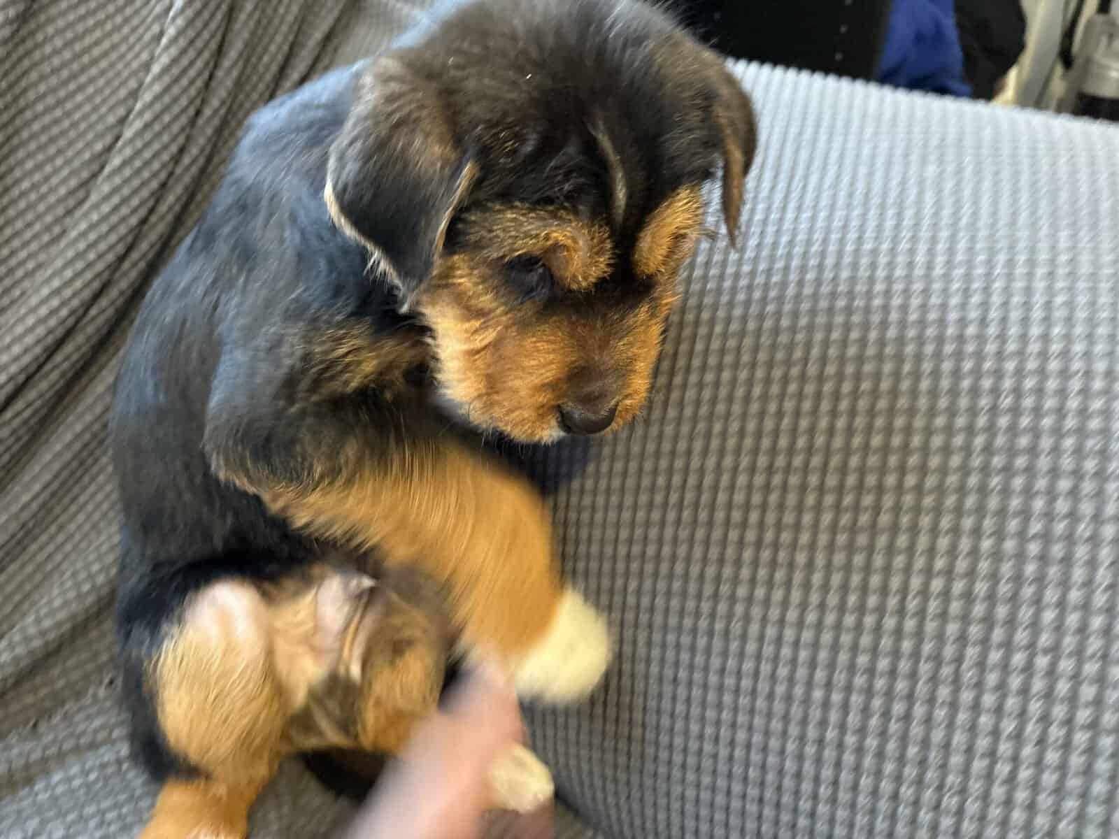 Doodle Puppies image 7