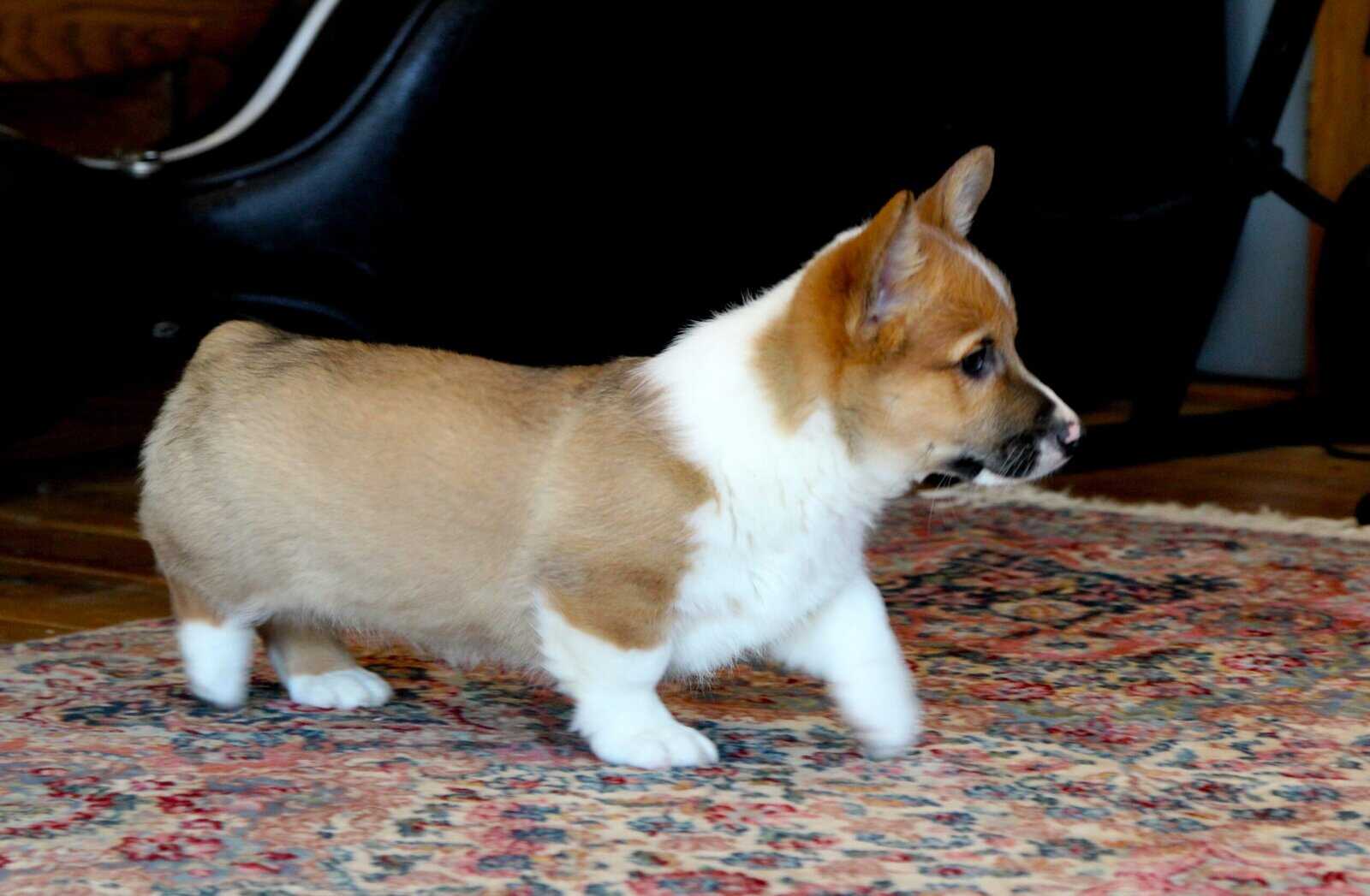 Johnny - Pembroke Welsh Corgi Puppy image 11