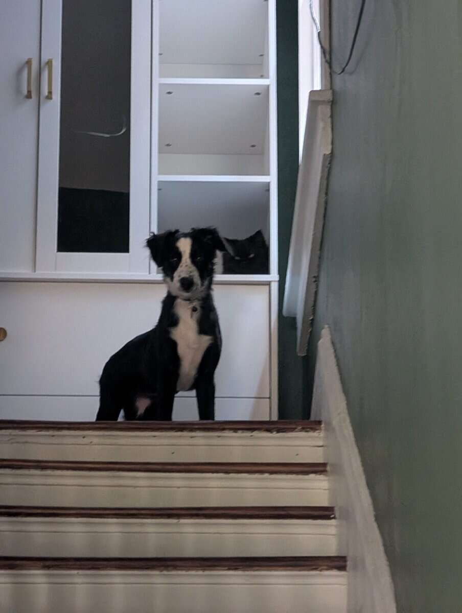Super sweet Border Collie image 1