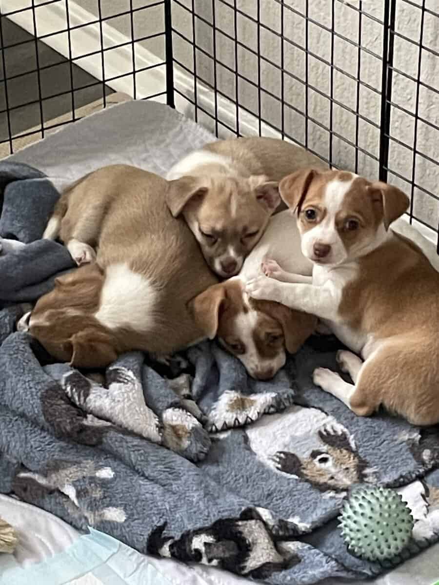 Chigori puppies image 1