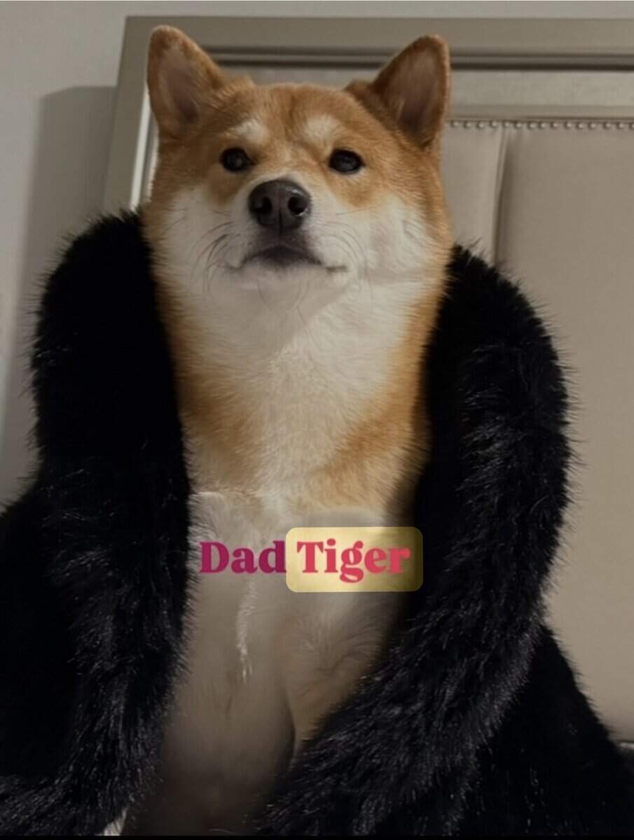 Hawaii Blossom, Sesame Shiba Inu girl image 8