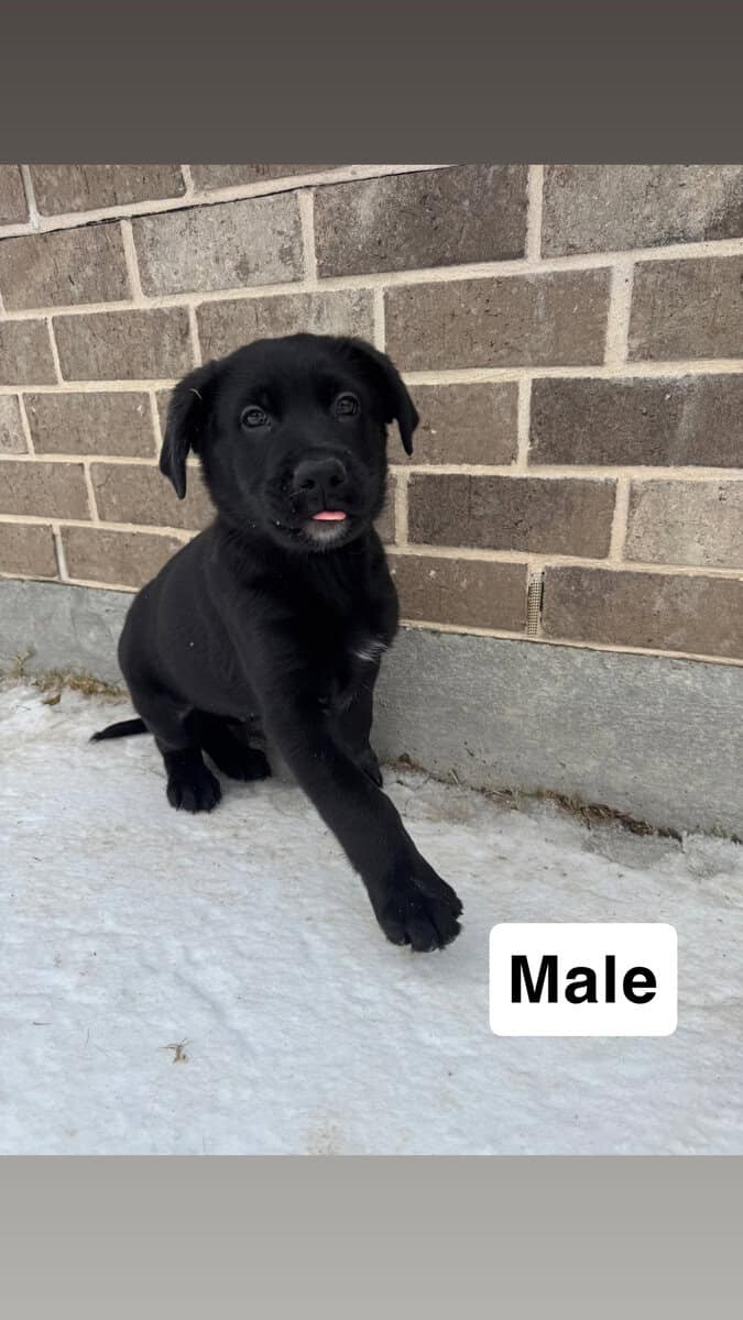 Golden Shepherd Puppies! image 5
