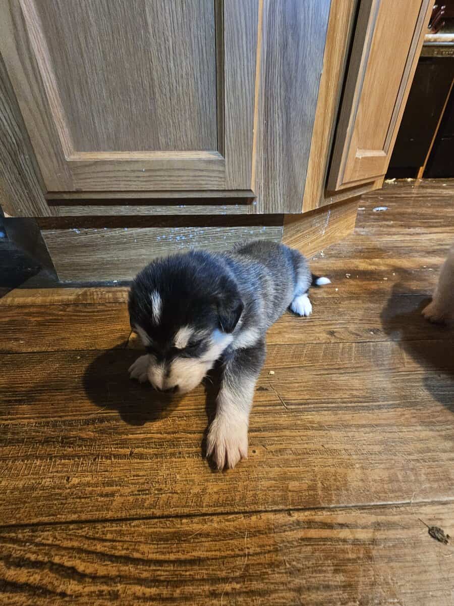 11 malamute mix puppies image 11