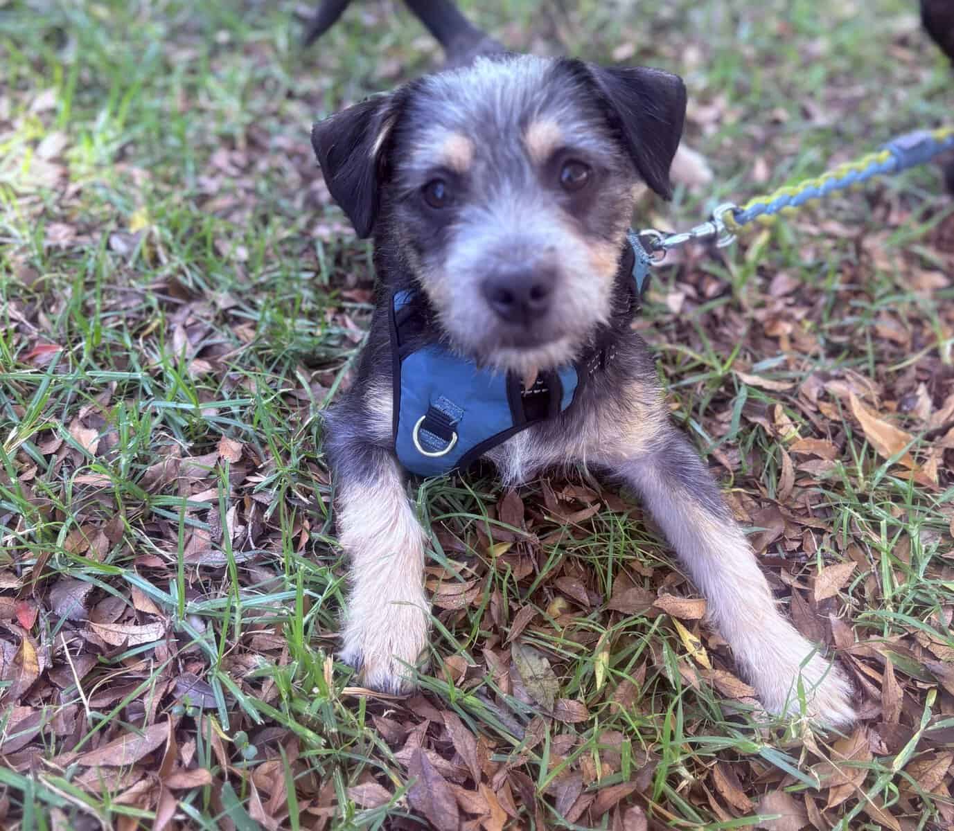 Minature Schnauzer/Terrier Mixed Puppies $400 image 4