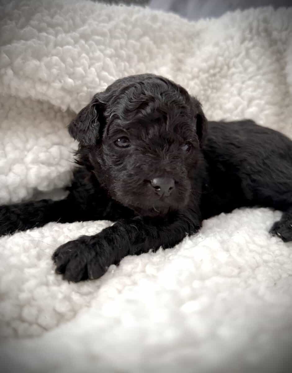Shih-poo pups image 3