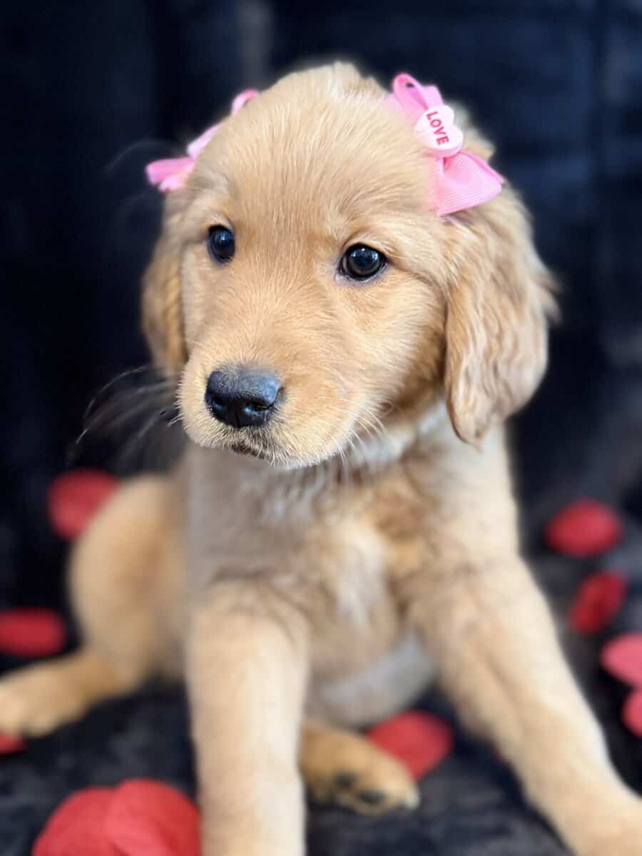 Golden Retriever Puppies image 2
