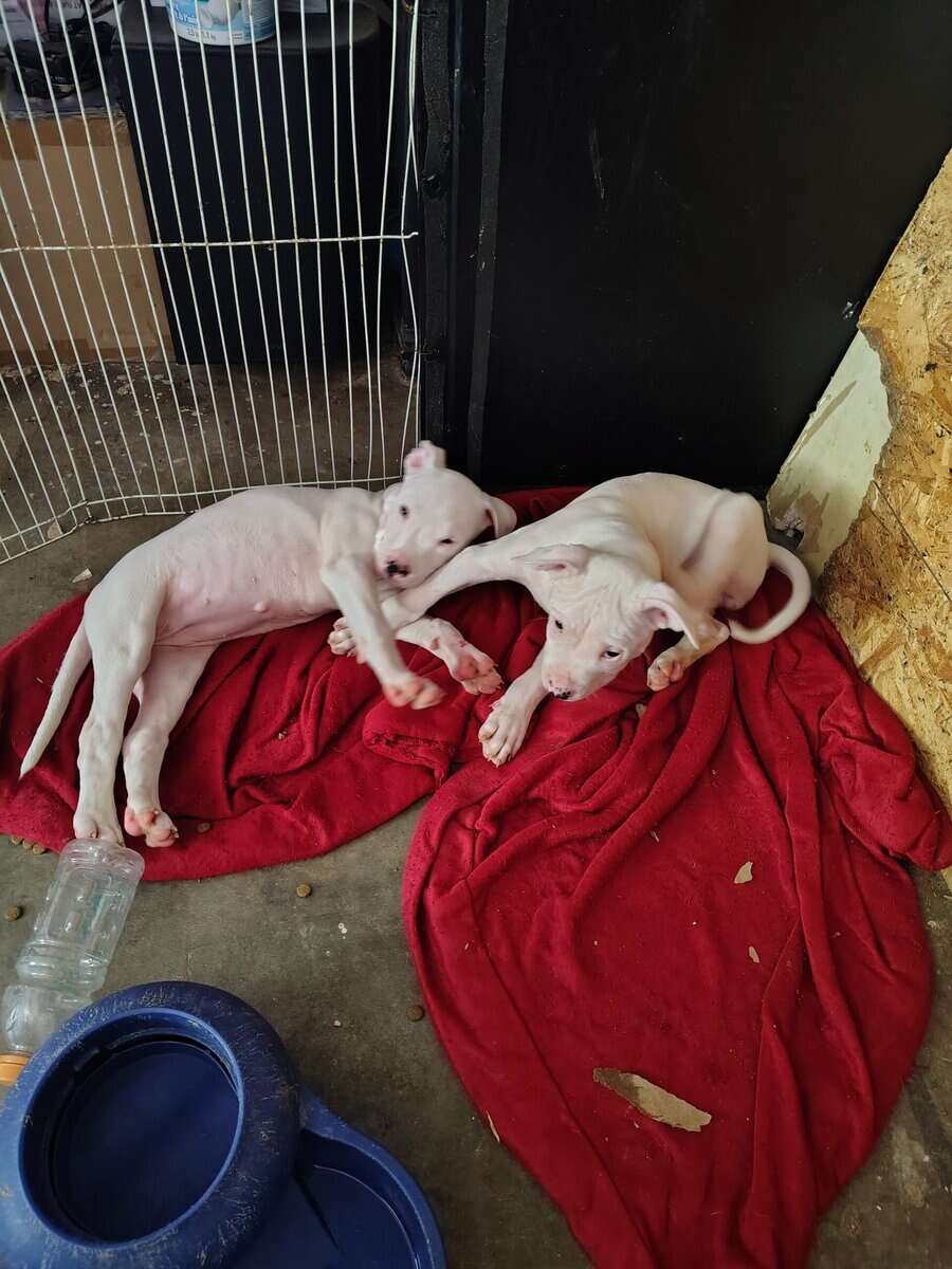 10 Week Dogo Argentino/ Colby Pitbull Puppies image 6
