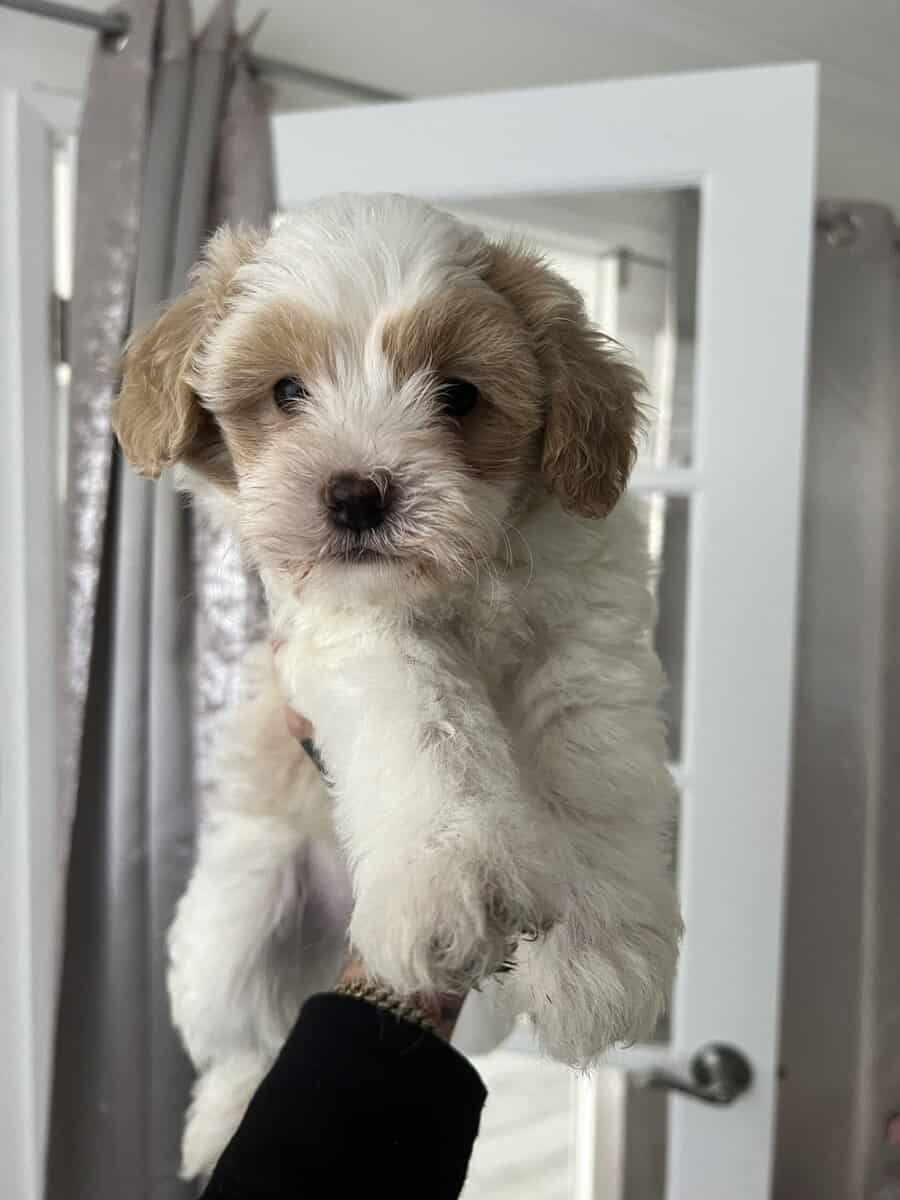 Poodle Mix Puppies image 4