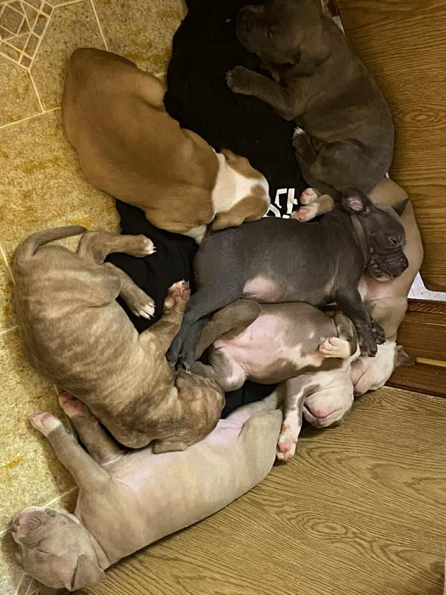 Pit bull puppies looking for forever home image 6