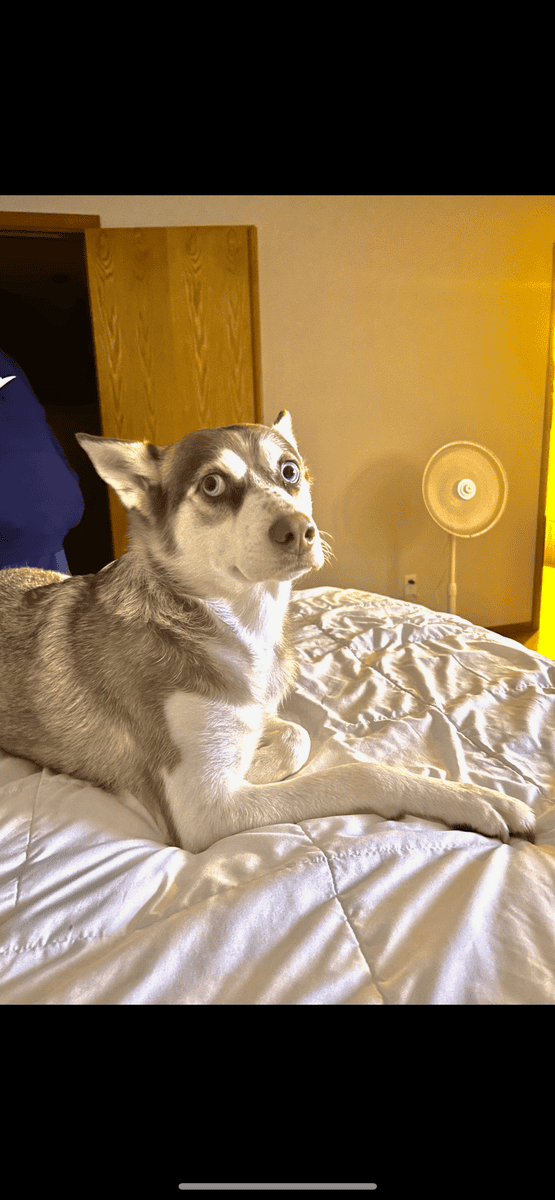 Free 5yr old female purebred husky image 3