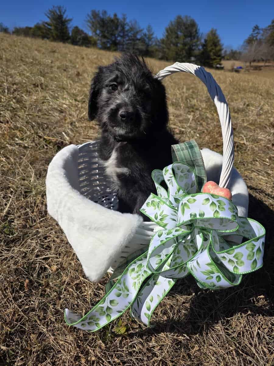 Anatolian Sheepadoodle image 2