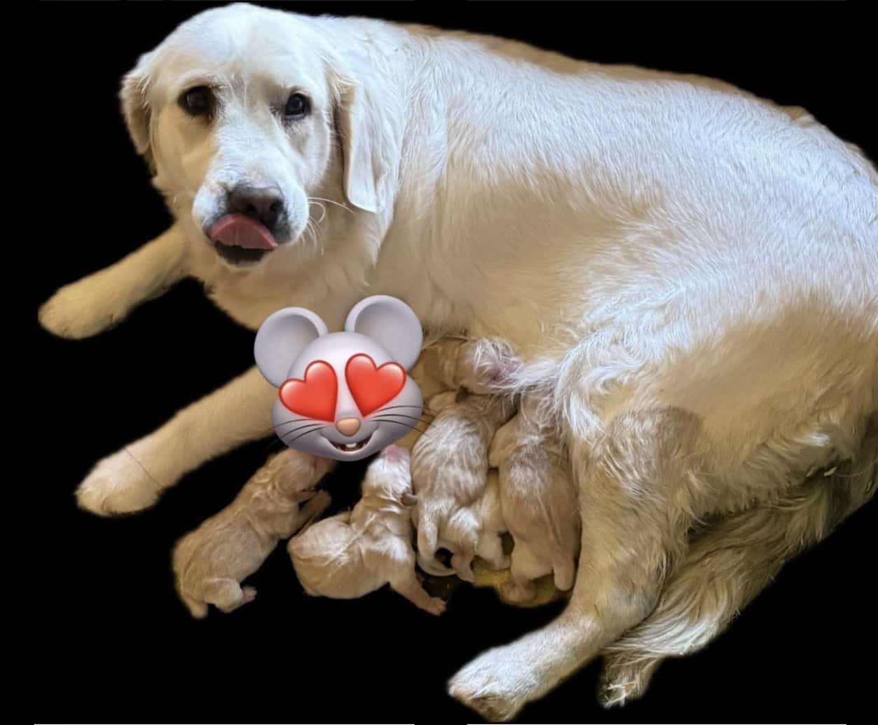 Akc Golden Retriever Pups image 2