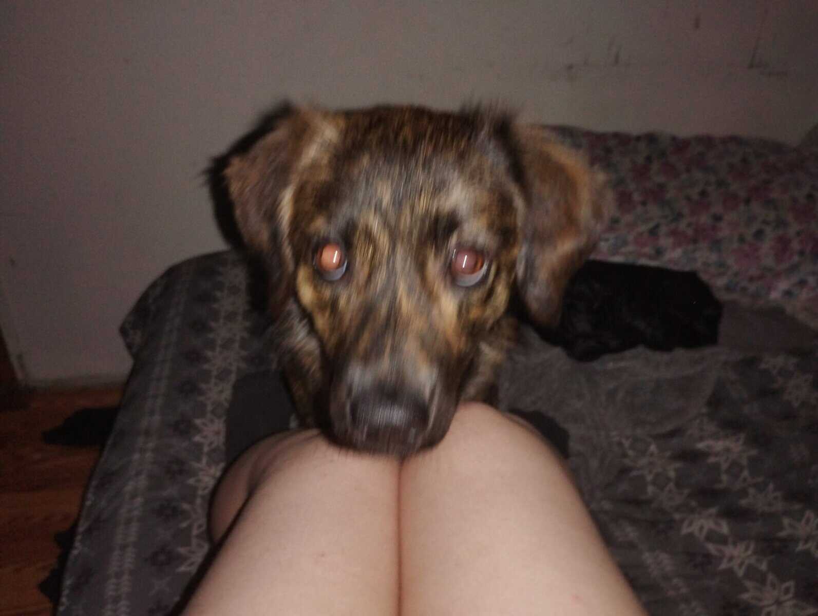 Please help her find a home!! image 1
