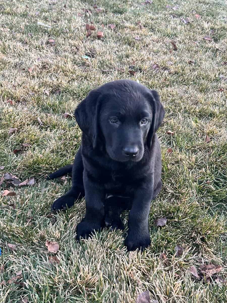 AKC Lab Puppies Ready For Forever Home image 4