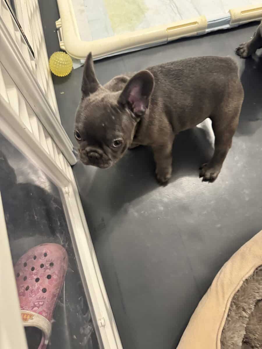 French bulldog AKC puppies image 8