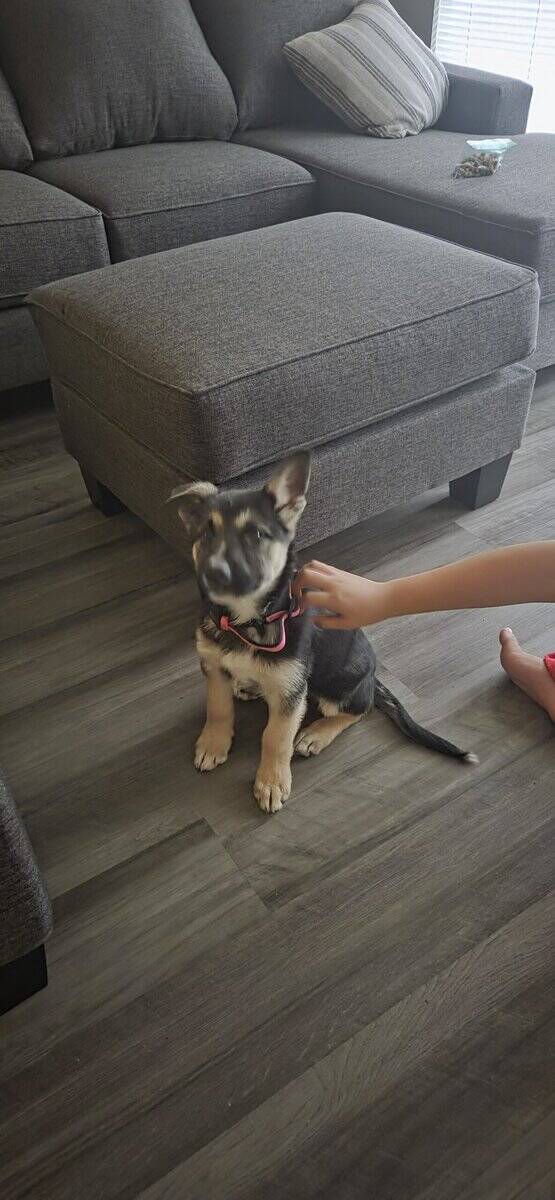 German shepard puppy for sale image 2