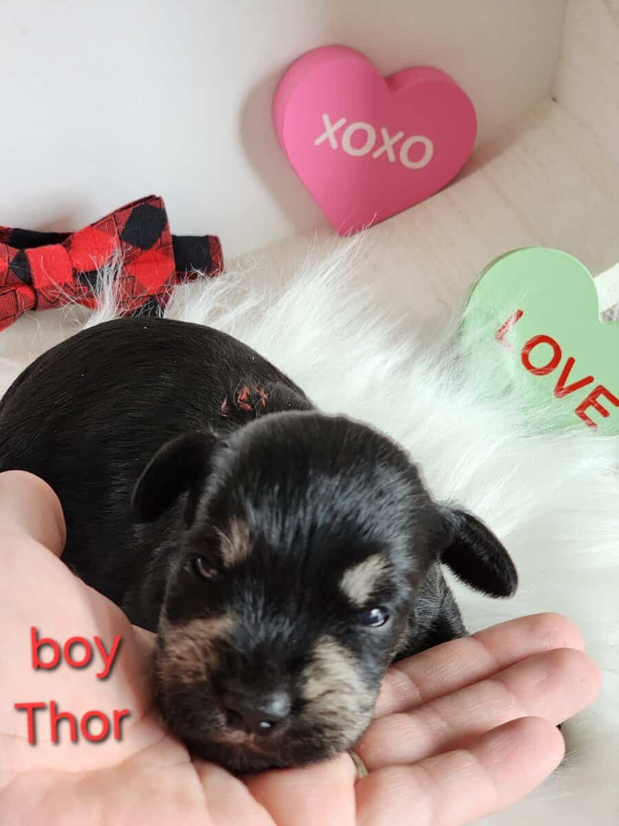 Miniature schnauzer thor image 3