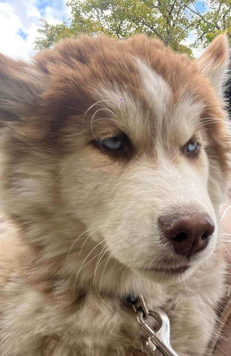 Siberian Husky puppies image 2