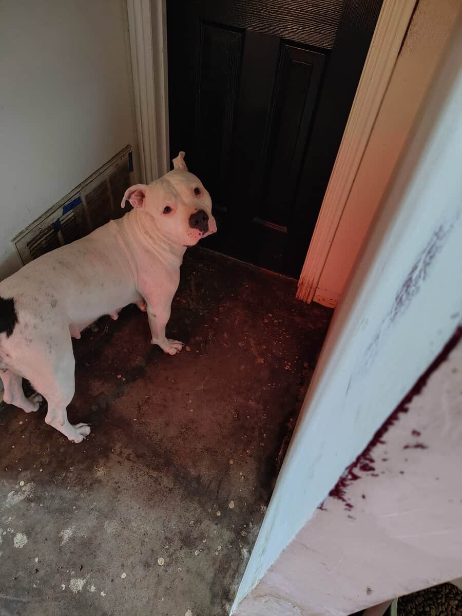 10 Week Dogo Argentino/ Colby Pitbull Puppies image 13
