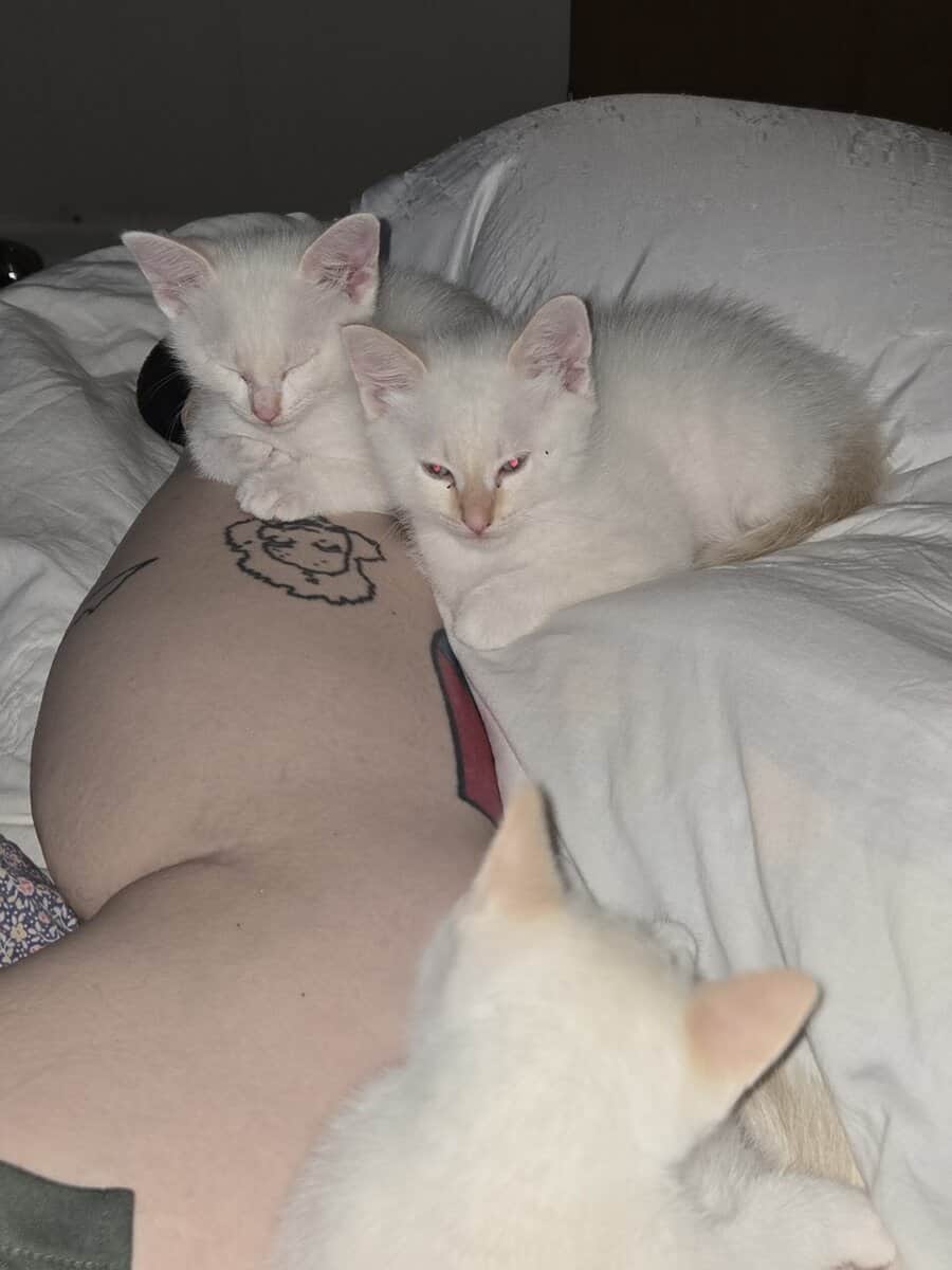 Male Flame point kitten- Newton, AL image 5