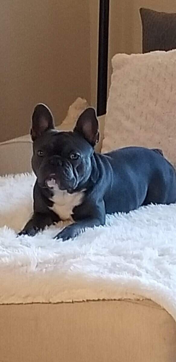 Rehoming French Bulldog 2yr male image 1