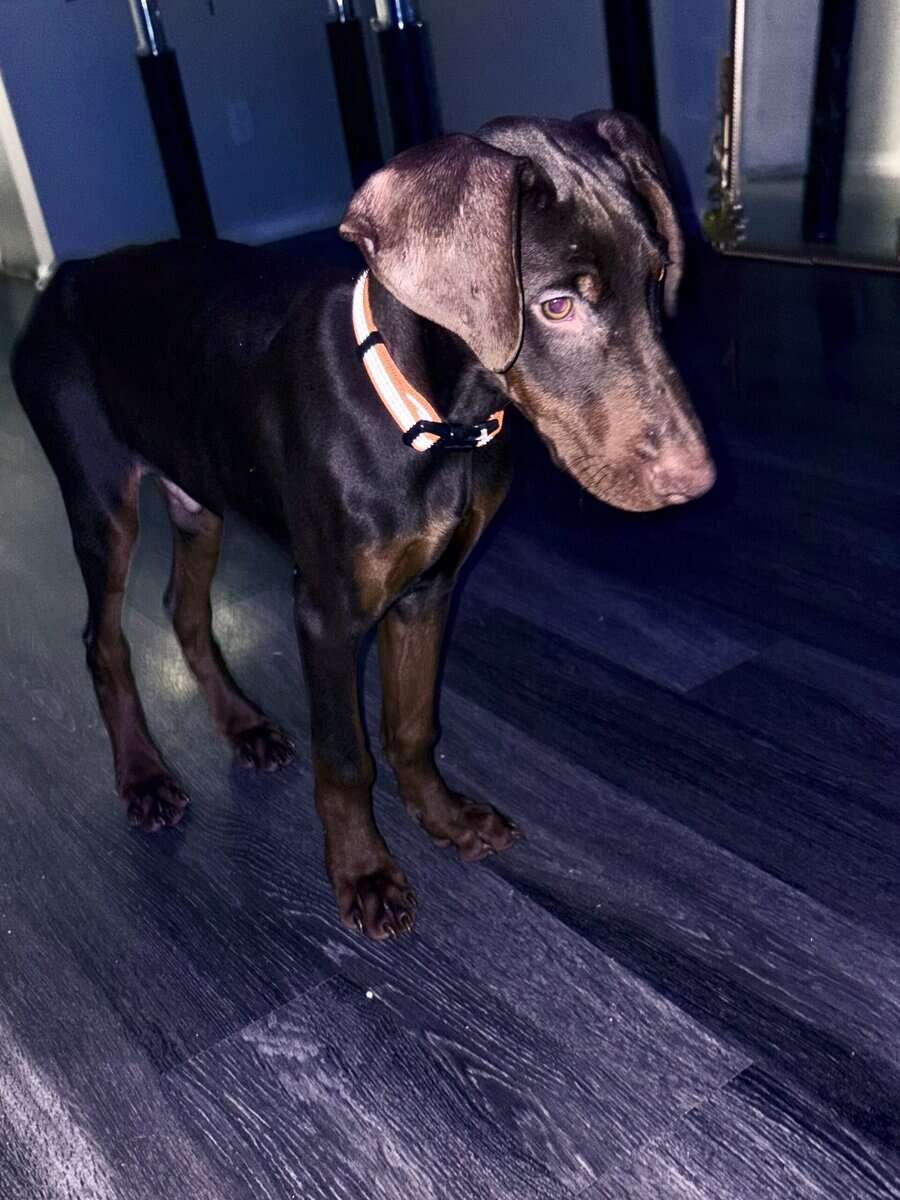 Doberman Puppies 11 weeks image 2