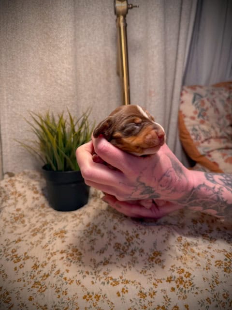 purebred dachshund pups image 16