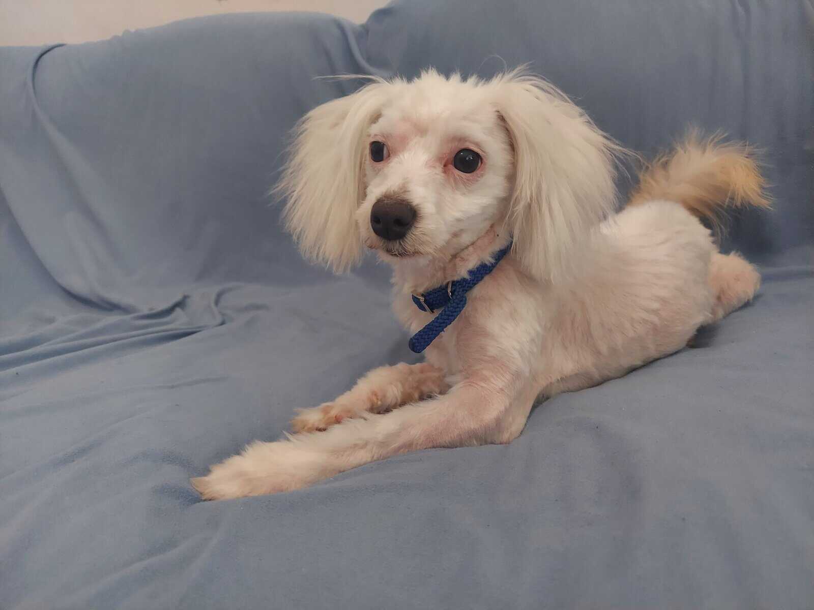 Apollo, in home raised in Michigan, non-shedding image 2