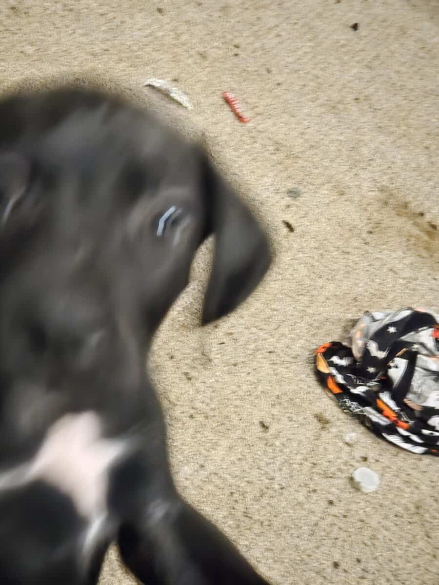 german short hair boxer mix puppies image 9
