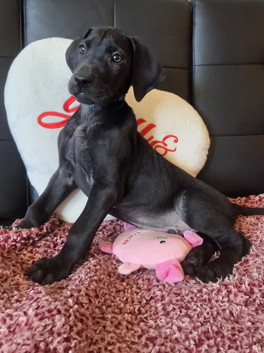 Baby Onyx image 1